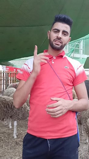 Communicating with Sheep: Hand Gestures and Movements