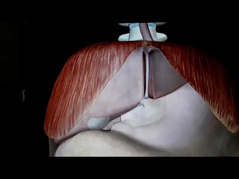 Liver Anatomy 3D - Concept of Bare area & Associated ligaments