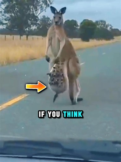 Nature's Ultimate Lab: The Kangaroo Pouch 🧬#sciencefacts #biology #didyouknow