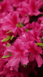 The Tournament is tomorrow. Tell your friends. #themasters