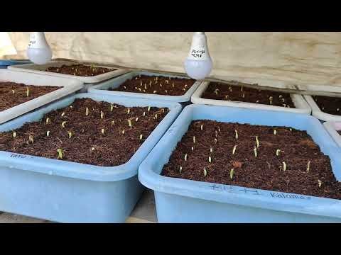 How to germinate adenium seeds within a week.