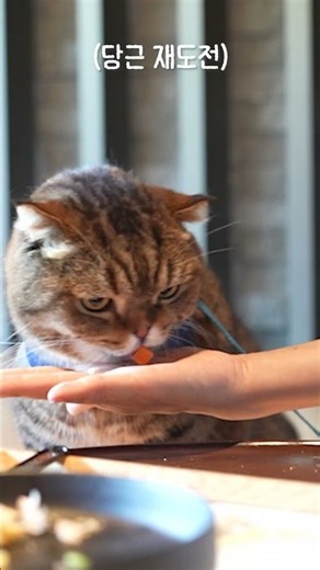 This cat's sense of taste is beyond imagination