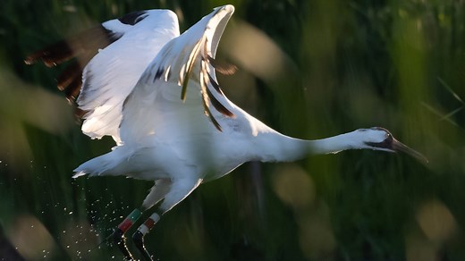 Rare and endangered birds in Louisiana. These 6 can be found in the state
