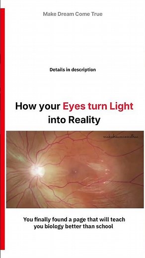 👁️ How your Eyes turn Light into Reality ⚡| MDCT