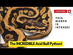 The Acid Ball Python: This morph is intense!
