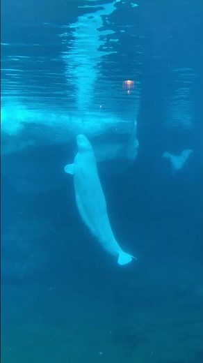 Beluga Whale, San Diego Sea World | Playful Emerging from the Water