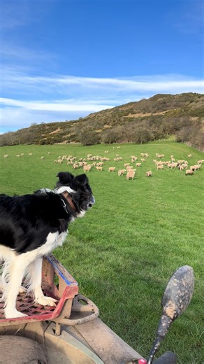 Kate the Great: Border Collie's Spring Return