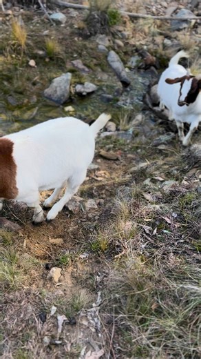 That one rebel goat is like, "I make my own rules!" Splish, splash, I'm taking the express route through the creek! 🐐💦 #GoatRebel #goatlife #goatfarming #boergoats #gold’n’goats | Gold’n’Goats