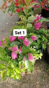 Bandle set 1 🌻 1 Singaporean 🌻 1 Alfonso orange 🌻 1Chilli red 🌻 1California gold 🌻 1Splash 🌻21 jewel peach | Sylvia Ugale