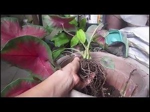 Caladium - How to Propagate