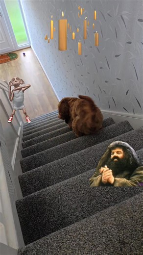 It laundry day & Teddy has a sock & he now a free elf | Cockapoo called Teddy