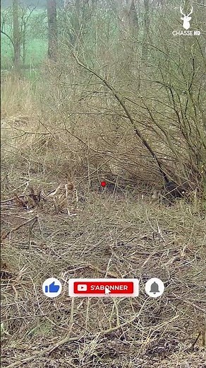 TIR D'UN SANGLIER QUI SORT DU RONCIER ! #hunting #shotkam #sanglier