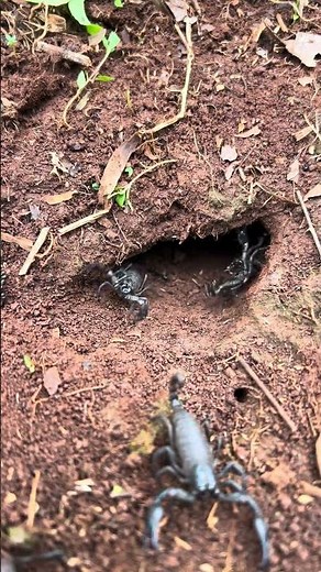 Scorpions Emerging from Their Nest in the Ground