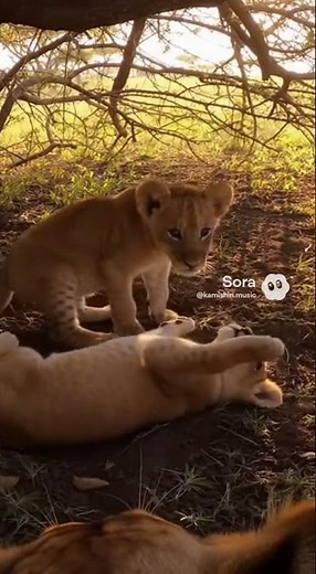 野生の目線：雌ライオンのPOVが捉えたアフリカ最強のハンターの狩りの瞬間【最前線カメラ】