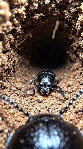 Inside a Darkling Beetle Tunnel 😳 | Real POV