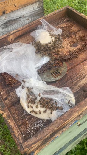 Mia nonna mi raccontava che, negli anni '70 e '80, le famiglie di api venivano nutrite esclusivamente tra la fine di gennaio e l'inizio di marzo. Questo intervento avveniva solo in via preventiva, per garantire che le colonie in fase di sviluppo avessero riserve a disposizione in caso di prolungati periodi di freddo e pioggia, che avrebbero potuto ostacolare le loro uscite o ancora trovare i fiori chiusi, a causa delle basse temperature e della mancanza di sole. Le nostre api discendono da quel 