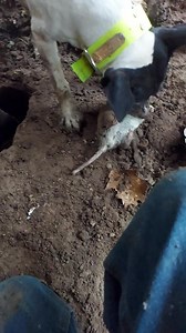 773K views · 6K reactions | Bella Bella at the controls with...