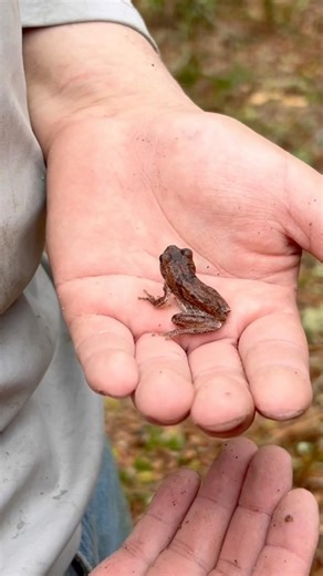 Clearing my land and ran into THIS squatter 🐸😳 #trending #frog #animals #viral