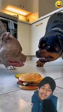 chihuahua funny🤣#shorts #youtubeshorts #viral #trending #viralvideo #trendingshorts #explore #fyp