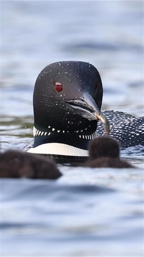 97K views · 4K reactions | Common loon feeding time | Harry Collins Photography | Facebook