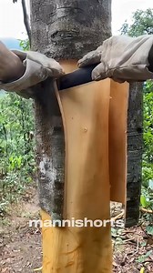 #mannishorts #facttechz #Science #CinnamonRolls | ManniShorts