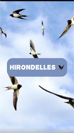 Les hirondelles volent bas : réalité ou mythe ?