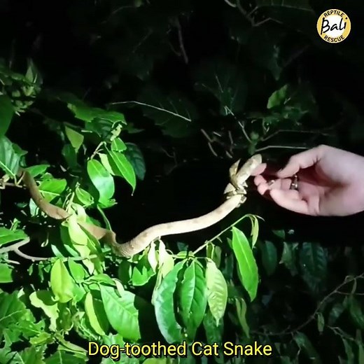 Dog-toothed Cat Snake - Boiga cynodon - Ular kucing bergigi panjang - Released by Jul & Adi