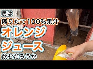 馬は搾りたて100％オレンジジュース飲むだろうか