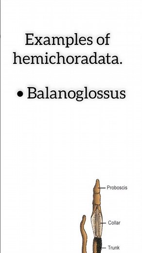 Phylum Hemichordata || Animal kingdom || #animalkingdomneet #biology #ncert #class11