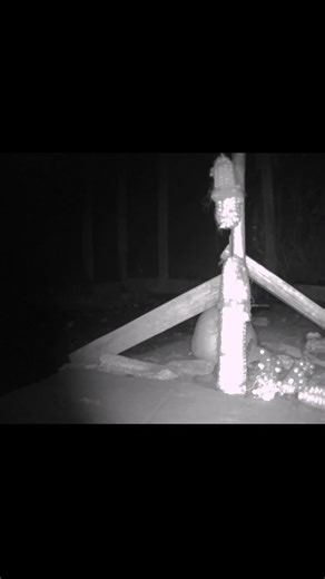 Scared Mouse #mouse #wildlife #animals #mice