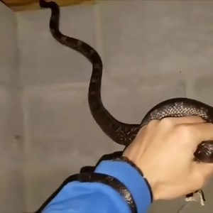 24K views · 1K reactions | Detecting snakes in the backyard house | Snake Park | Facebook