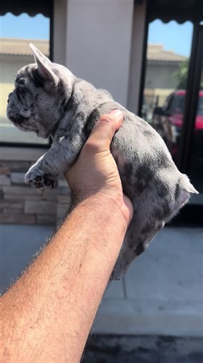 First Puppy Shots at VIP K9 Clinic: Bulldog Experience