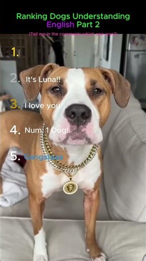 Ranking Dogs Understanding English Part 2