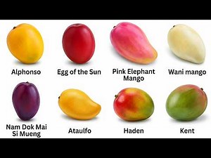 Every Mango Explained