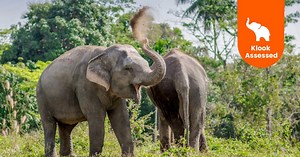 Phuket Elephant Sanctuary Experience - Klook United States