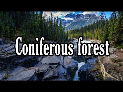 Geography:Coniferous Forest, Taiga,Softwood evergreen Trees Coniferous Forest In northern hemisphere