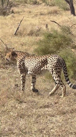 Wild Cheetah Mating Calls