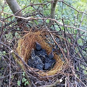 22K views · 288 reactions | Brid Feed on Reels | Facebook