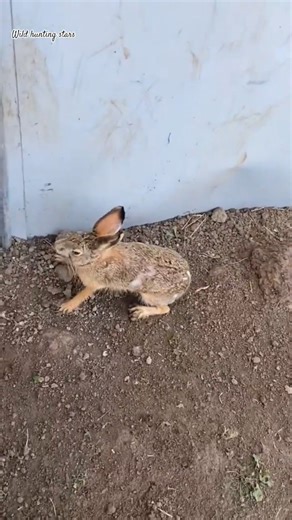 wild rabbit farms #wildlife #rabbit #animals