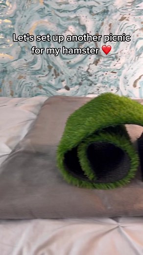 Safe and Fun Hamster Picnic | The Hamster Station