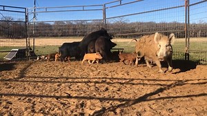 Caught on camera — wild hogs raiding livestock feeders under the cover of night! Watch how these destructive animals wreak havoc on farm operations. #WildHogs #FarmLife #AnimalControl | Ellen Roman