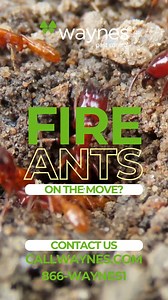 Do you have pesky ants? Waynes Pest Control can help you get rid of them! | Alabaster Living by video visions