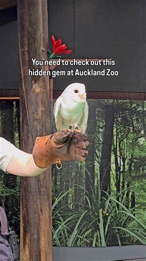 24K views · 296 reactions | Discover the incredible native species that call Aotearoa home黎年 Hidden New Zealand at Auckland Zoo is your chance to experience tuatara, wētāpunga, barn owls and more up close - and learn the amazing stories behind these taonga species Auckland Zoo ️ Daily 1PM  Included with general admission #visitauckland #aucklandzoo | Visit Auckland | Facebook
