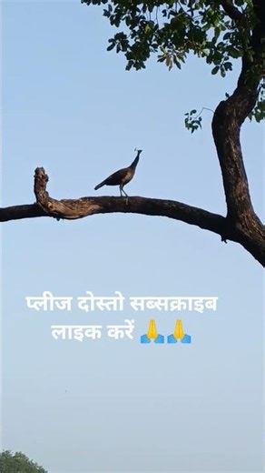 peahen bird video नए प्रकार मोरनी टहलते हुई