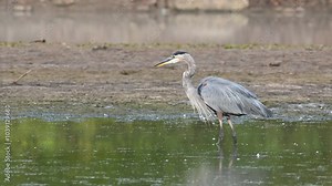 Great blue heron hunting in a serene wetland during early morning light