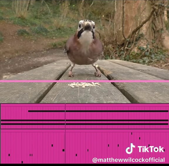 Finding Patterns in Nature: Birds Cycles II 041