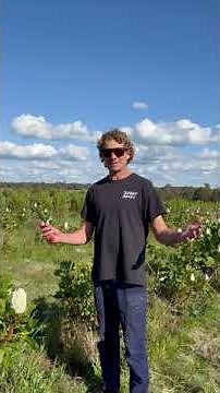Pruning a King Protea