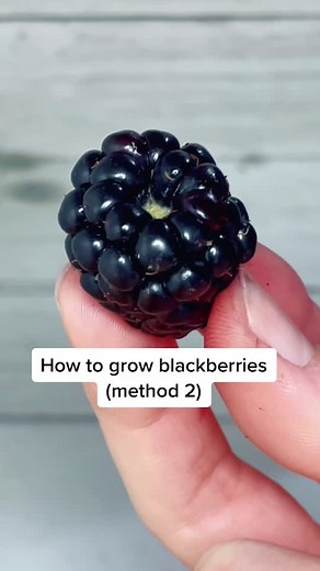 Growing Blackberries: Step-by-Step Guide