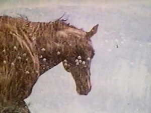 Mustang! (The Wonderful World of Disney) 1973