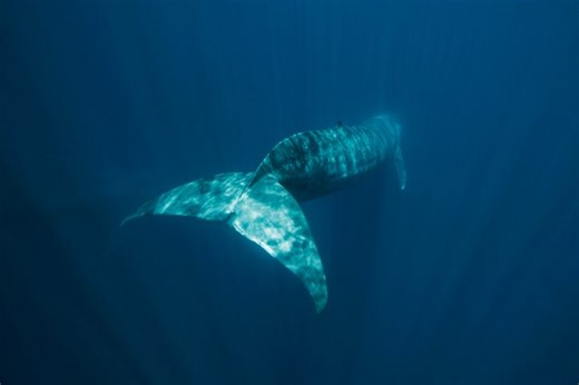 The US Navy detected a strange sound in the ocean. These scientists think it could be coming from the loneliest animal on the planet | Discover Wildlife